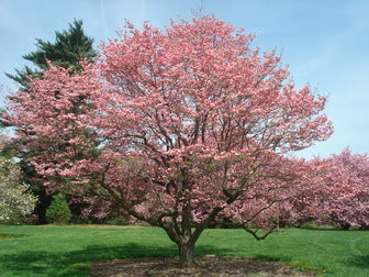 Pink Flowering Dogwood (Cornus F &