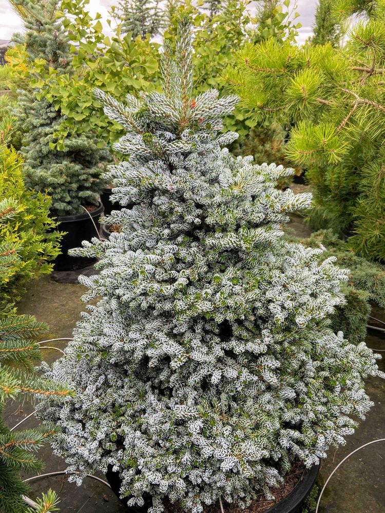 ‘Kohout’s Ice Breaker’ Korean Fir (Abies koreana ‘Kohout’s Ice Breaker’) - 1 gallon