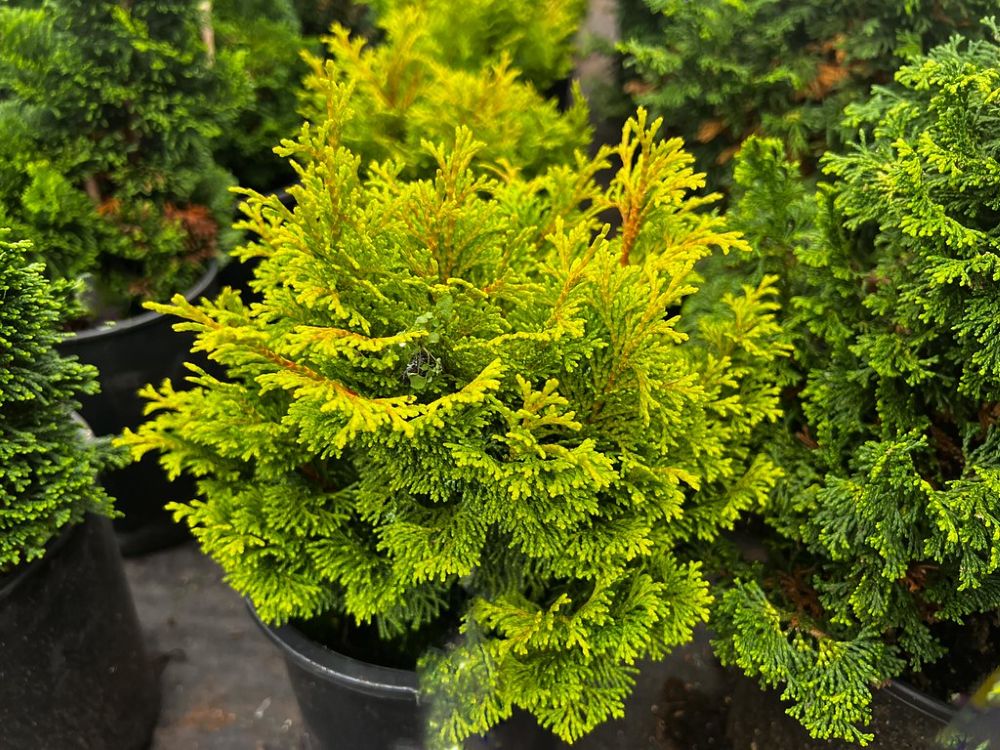 Gold Drop Hinoki False Cypress (Chamaecyparis obtusa &