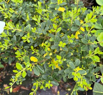 Green Dragon Japanese Holly (Ilex crenata &