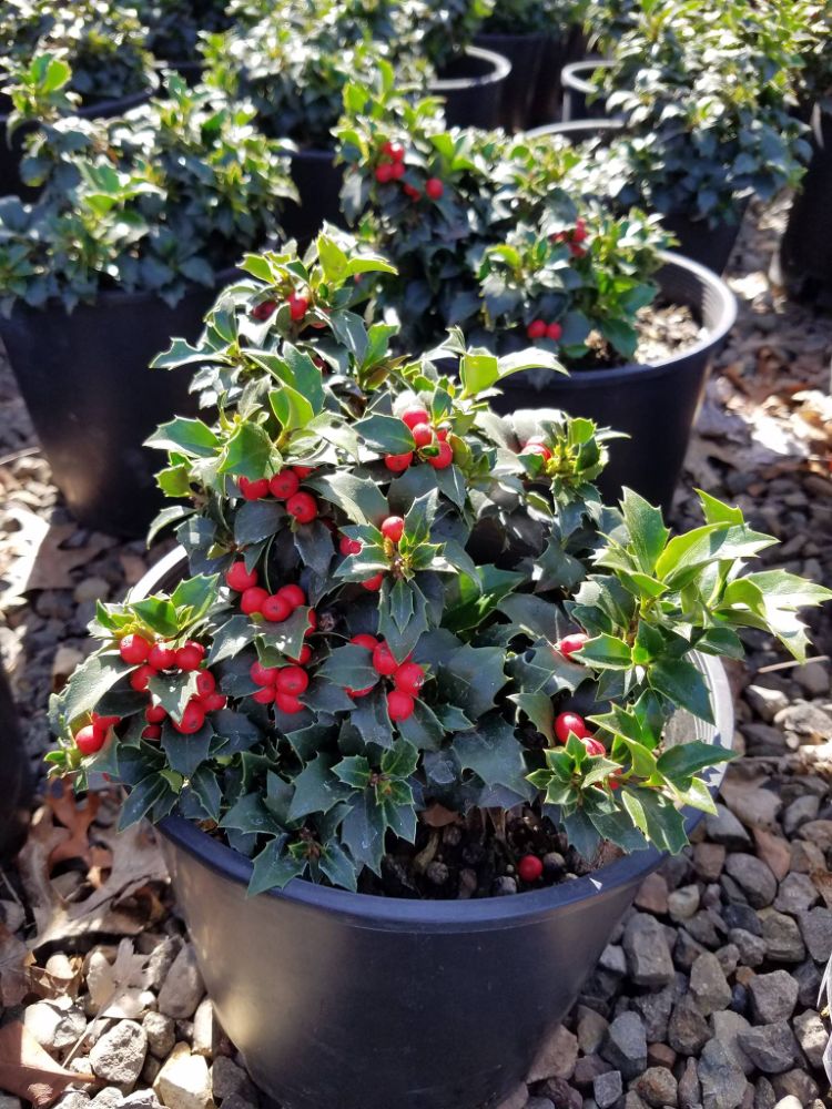 ‘Rock Garden’ Holly (Ilex x ‘Rock Garden’) - QT