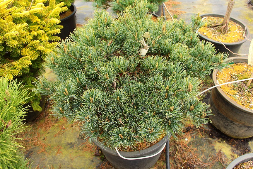 Ko ku ho Japnaese White Pine (Pinus parviflora &