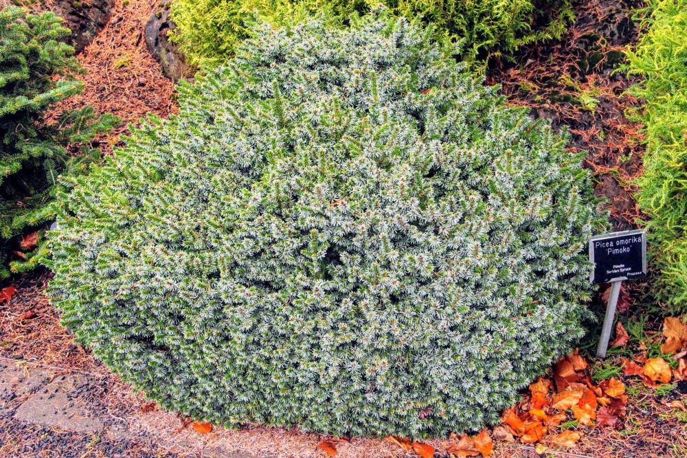 Pimoko Dwarf Serbian Spruce (Picea omorika &