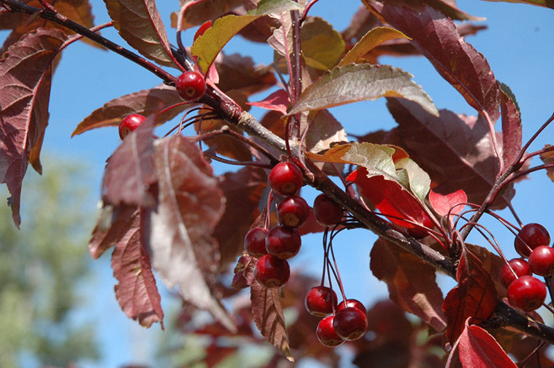 Royal Raindrops® Crabapple (Malus ‘JFS-KW5’) - 2 gallon TREE