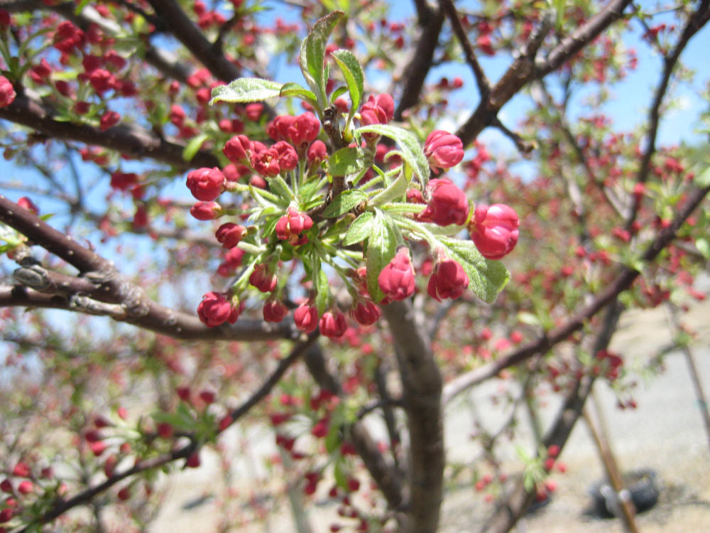 Coralburst® Crabapple (Malus coralcole &