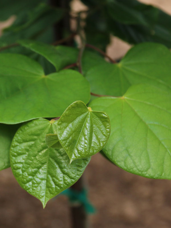 Northern Herald® Eastern Redbud (Cercis canadensis ‘Pink Trim’) - 1 gallon