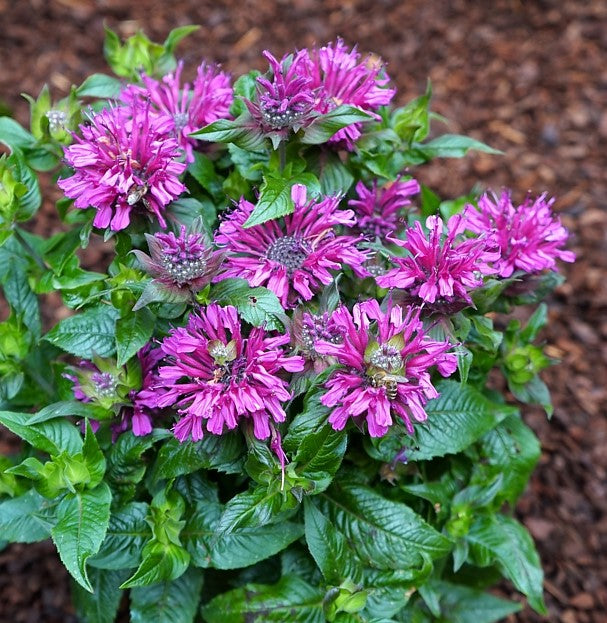Pocahontas™ Purple Rose Bee Balm (Monarda didyma ‘Pocahontas Purple Rose’) - QT