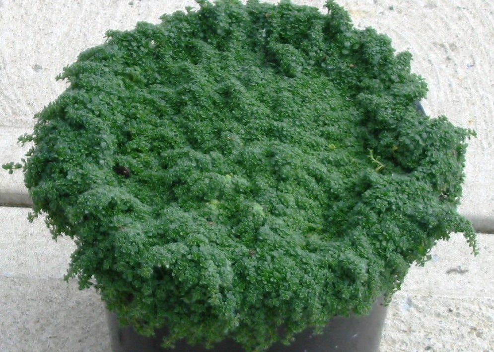 Elfin Creeping Thyme (Thymus serpyllum &