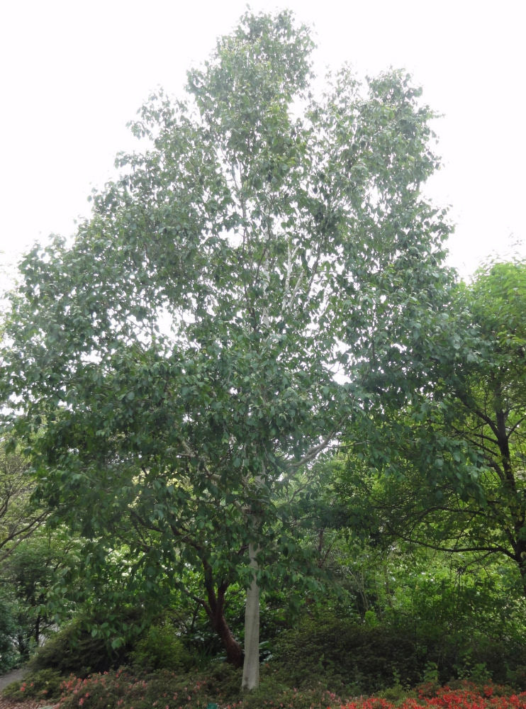 Whitebarked Himalayan Birch (Betula utilis var. jacquemontii) - 3 gallon 48"
