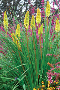 Pineapple Popsicle™ Dwarf Poker (Kniphofia &