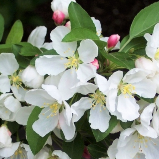 Donald Wyman Crabapple (Malus ‘Donald Wyman’) - 2 gallon