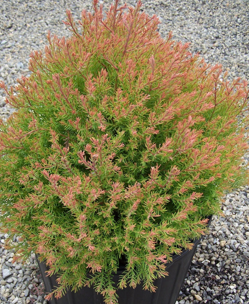 Fire Chief™ Arborvitae (Thuja occidentalis ‘Fire Chief’ (Congabe)) - 3 gallon 12"