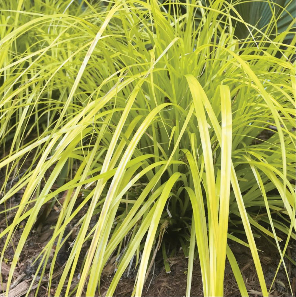 Evercolor® Everillo Gold Weeping Sedge (Carex oshimensis ‘Everillo’) - 1 gallon