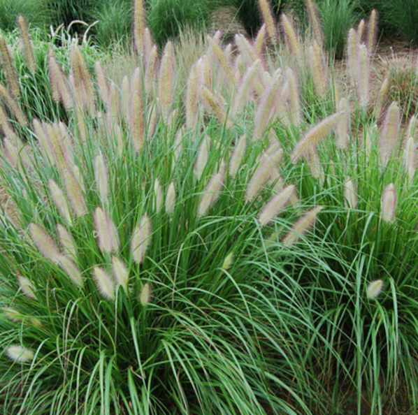 Etoufee™ Fountain Grass (Pennisetum &