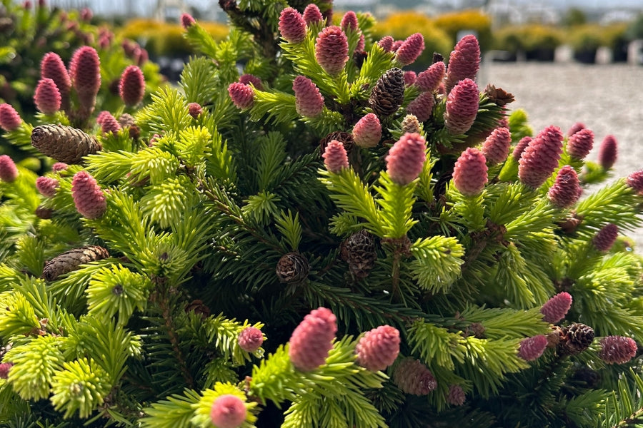 ‘Pusch’ Norway Spruce (Picea abies ‘Pusch’) - 1 gallon