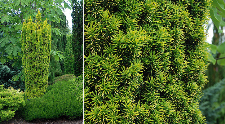 ‘Standishii’ English Yew (Taxus baccata &