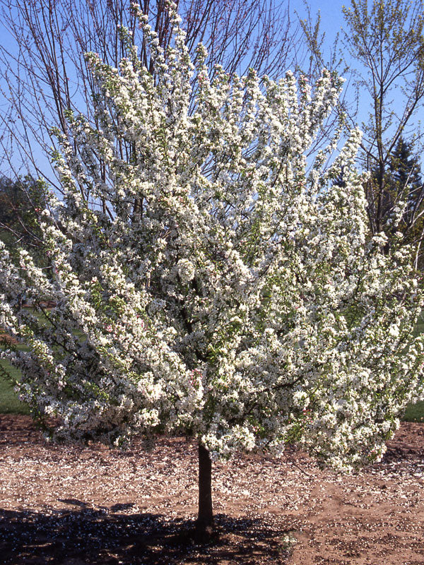 Sweet Sugar Tyme® Crabapple (MALUS SWEET SUGAR TYME) - 3 gallon TREE