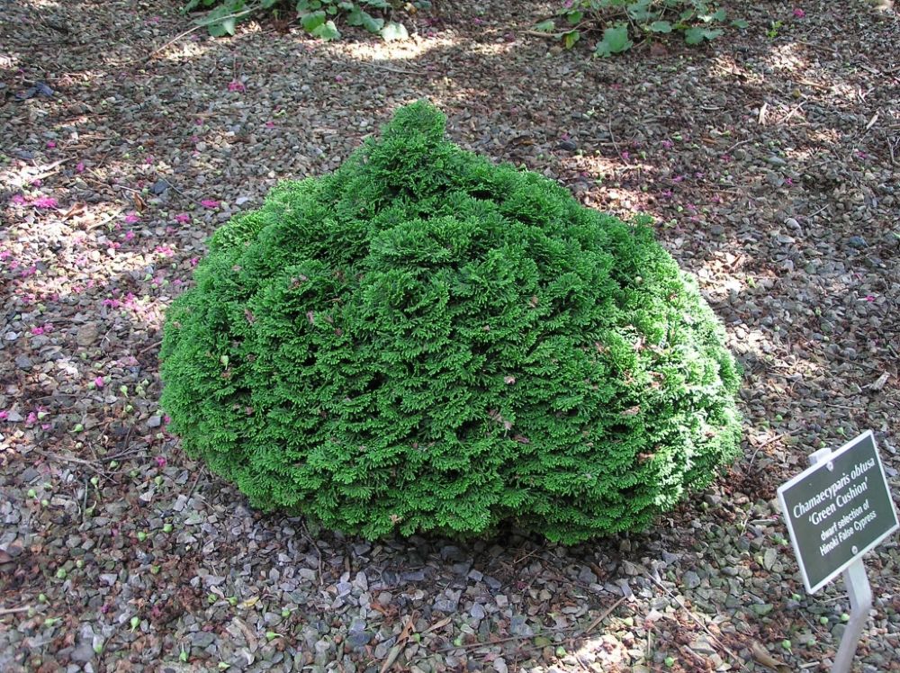 ‘Green Cushion’ Hinoki Cypress (Chamaecyparis obtusa ‘Green Cushion’) - QT