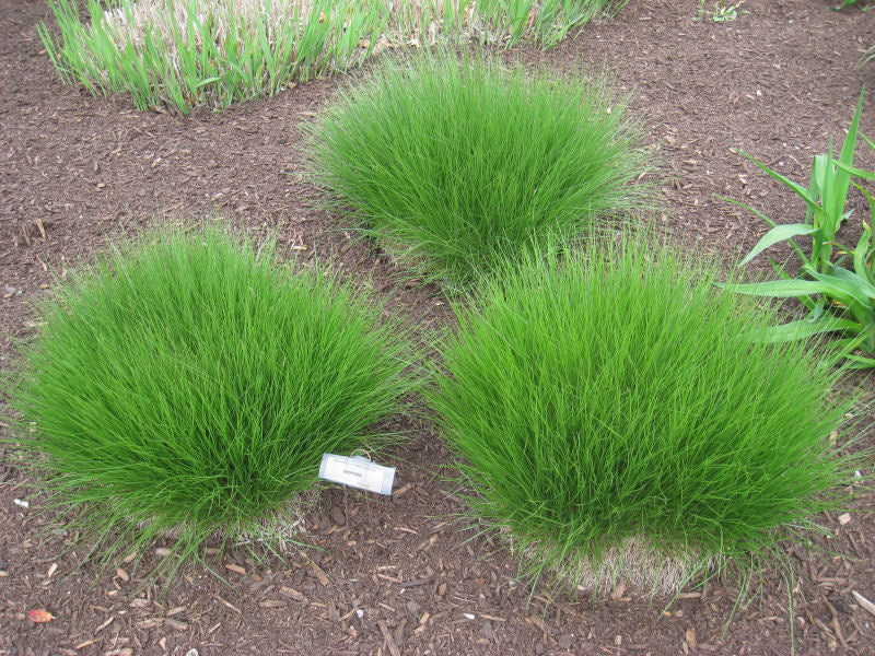 Prairie Dropseed (Sporobolus heterolepis &