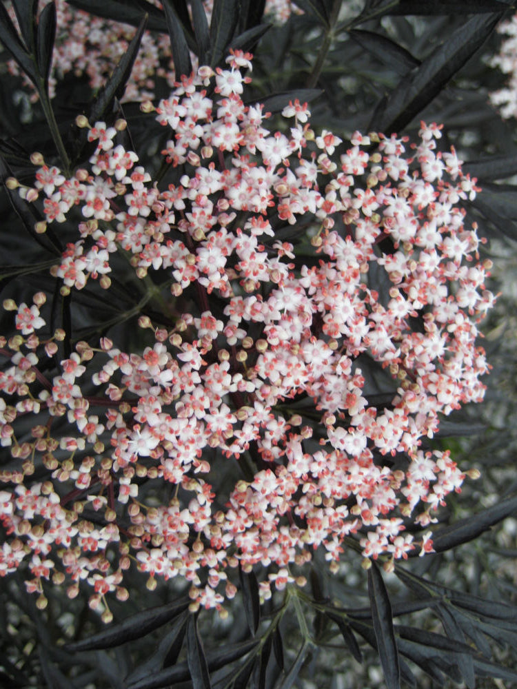 Black Lace® Elderberry (Sambucus nigra &
