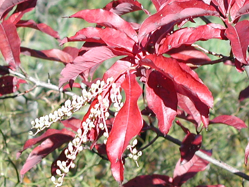 Sourwood (Oxydendrum arboreum) - 1 gallon