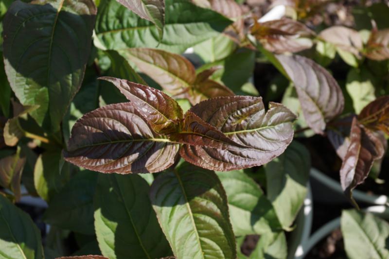 Kodiak® Black Diervilla (Diervilla sessilifolia &