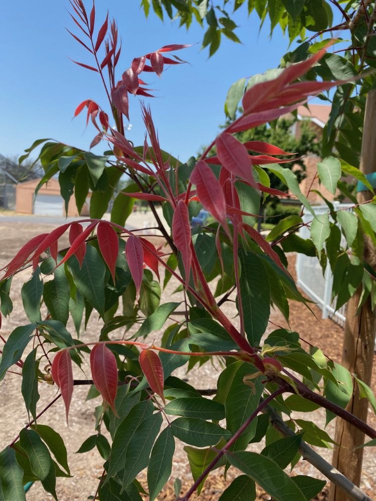 Red Push Pistache (Pistacia × ‘Red Push’) - 1 gallon