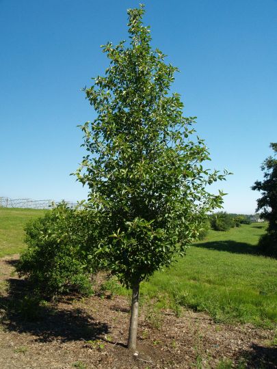 Tupelo Tower Black Gum (Nyssa sylvatica &