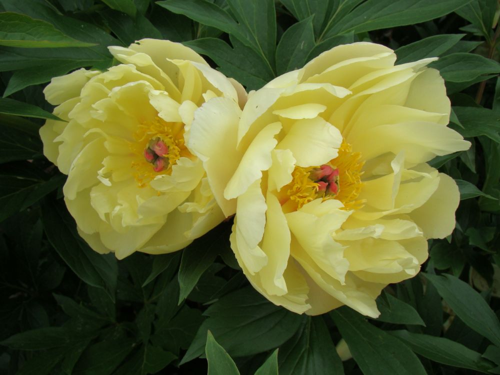 Amy Jo ITOH peony (Paeonia &