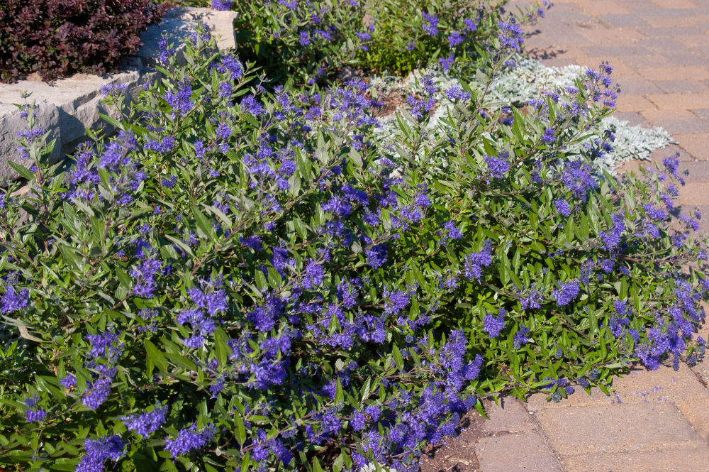 First Editions® Sapphire Surf™ Bluebeard (Caryopteris x clandonensis ‘Sapphire Surf (Blauer Splatz)) - 1 gallon