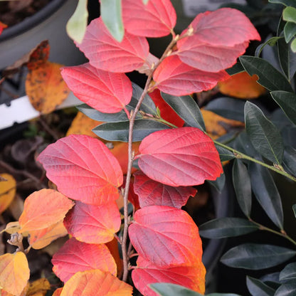Legend Of The Fall® Bottlebrush (Fothergilla x intermedia &