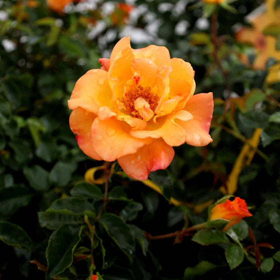 Suñorita® Rose (Rosa &