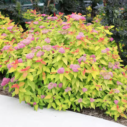 Double Play® Candy Corn® Spirea (Spiraea JAP &