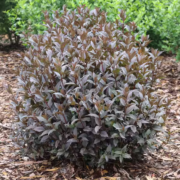 Kodiak® Black Diervilla (Diervilla sessilifolia &