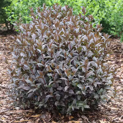 Kodiak® Black Diervilla (Diervilla sessilifolia &
