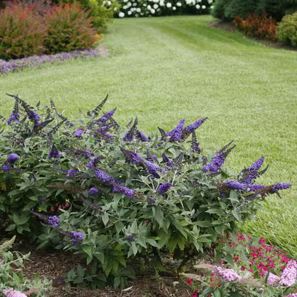 Butterfly Magic™ Butterfly Bush (Buddleia davidii &