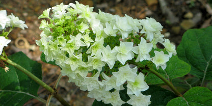 Gatsby Star® Oakleaf Hydrangea (Hydrangea quercifolia &