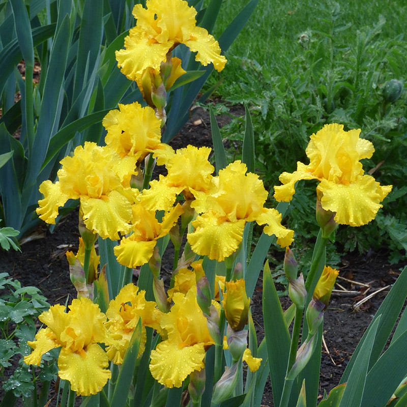 Iris &