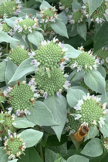Short Toothed Mountain Mint (Pycnanthemum muticum) - 1 gallon