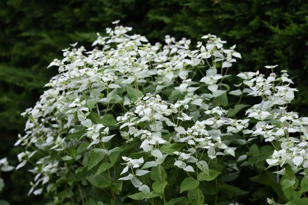 Short Toothed Mountain Mint (Pycnanthemum muticum) - 1 gallon