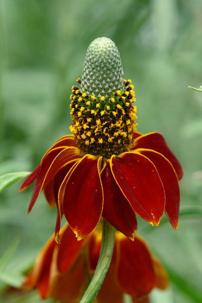 red midget Mexican hat coneflower upclose