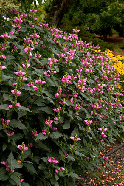 Hot Lips Turtlehead (Chelone lyonii &