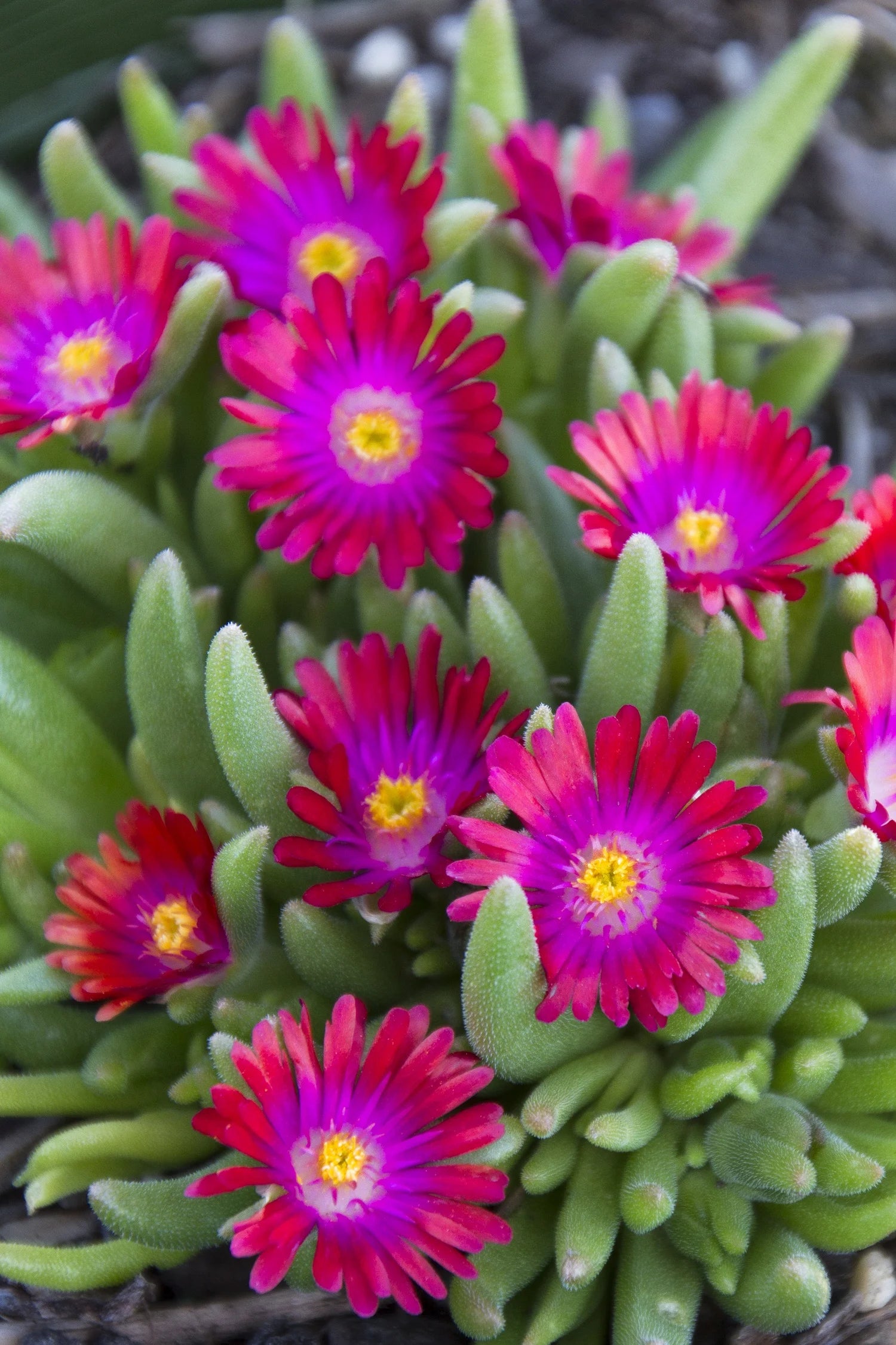 Jewel of Desert® Garnet Ice Plant (Delosperma delosperma &