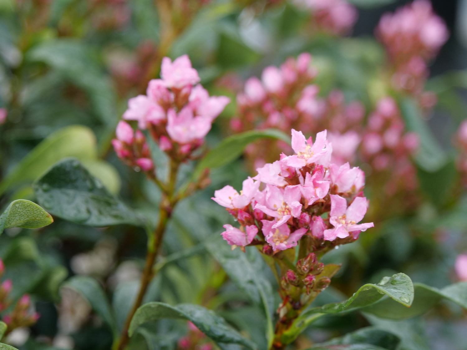 La Vida Grande® Indian Hawthorn (RHAPHIOLEPIS LA VIDA GRANDE) - QT