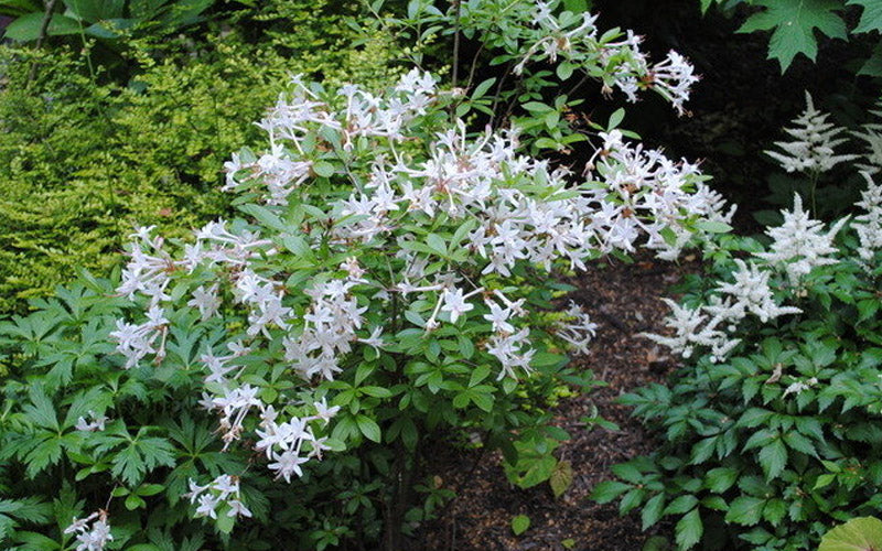 Swamp Azalea (Rhododendron viscosum) - 2 gallon 12"