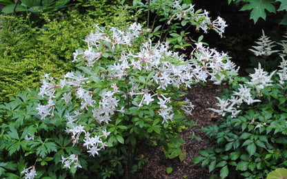 Swamp Azalea (Rhododendron viscosum) - 2 gallon 12"