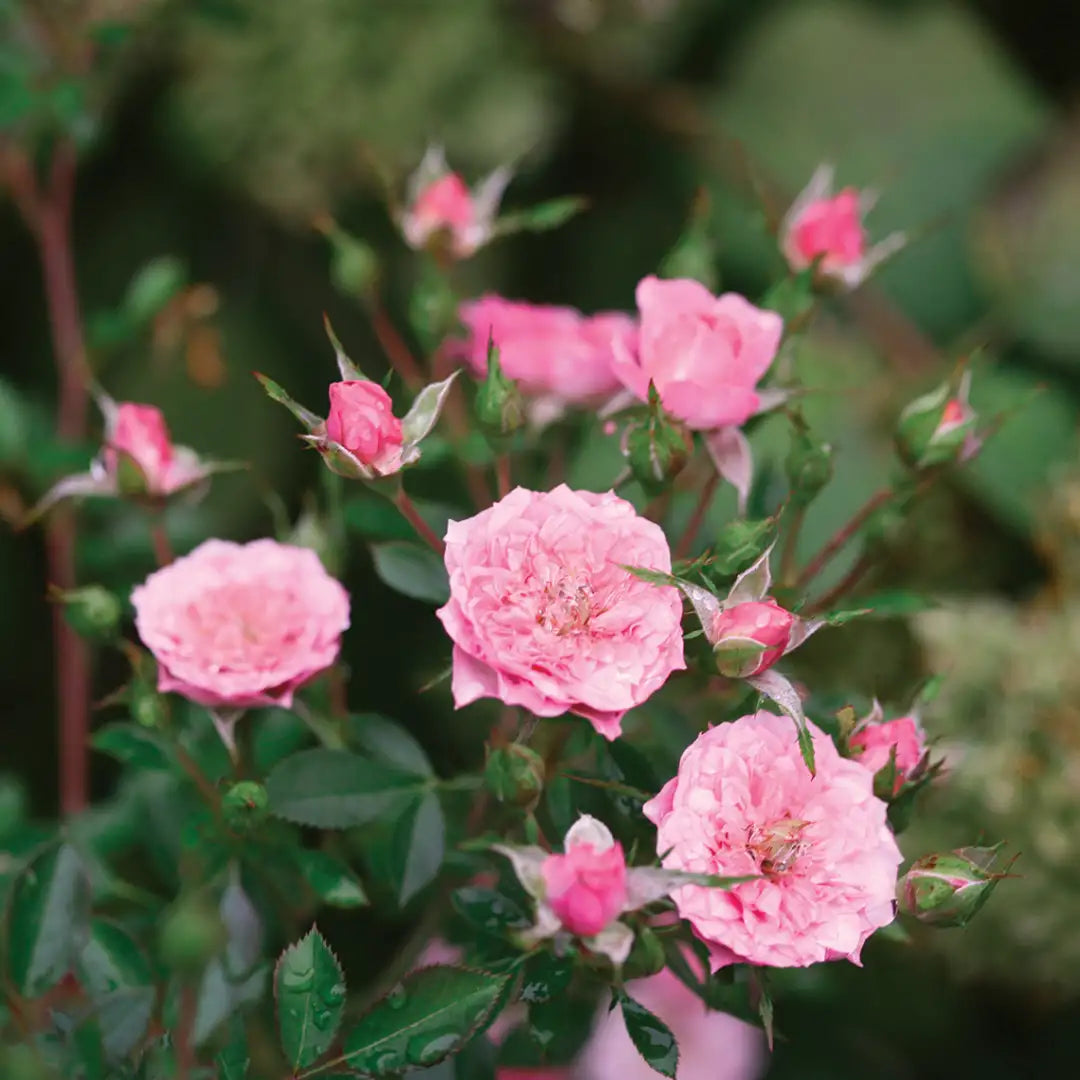 Oso Easy Petit Pink® Landscape Rose (Rosa &