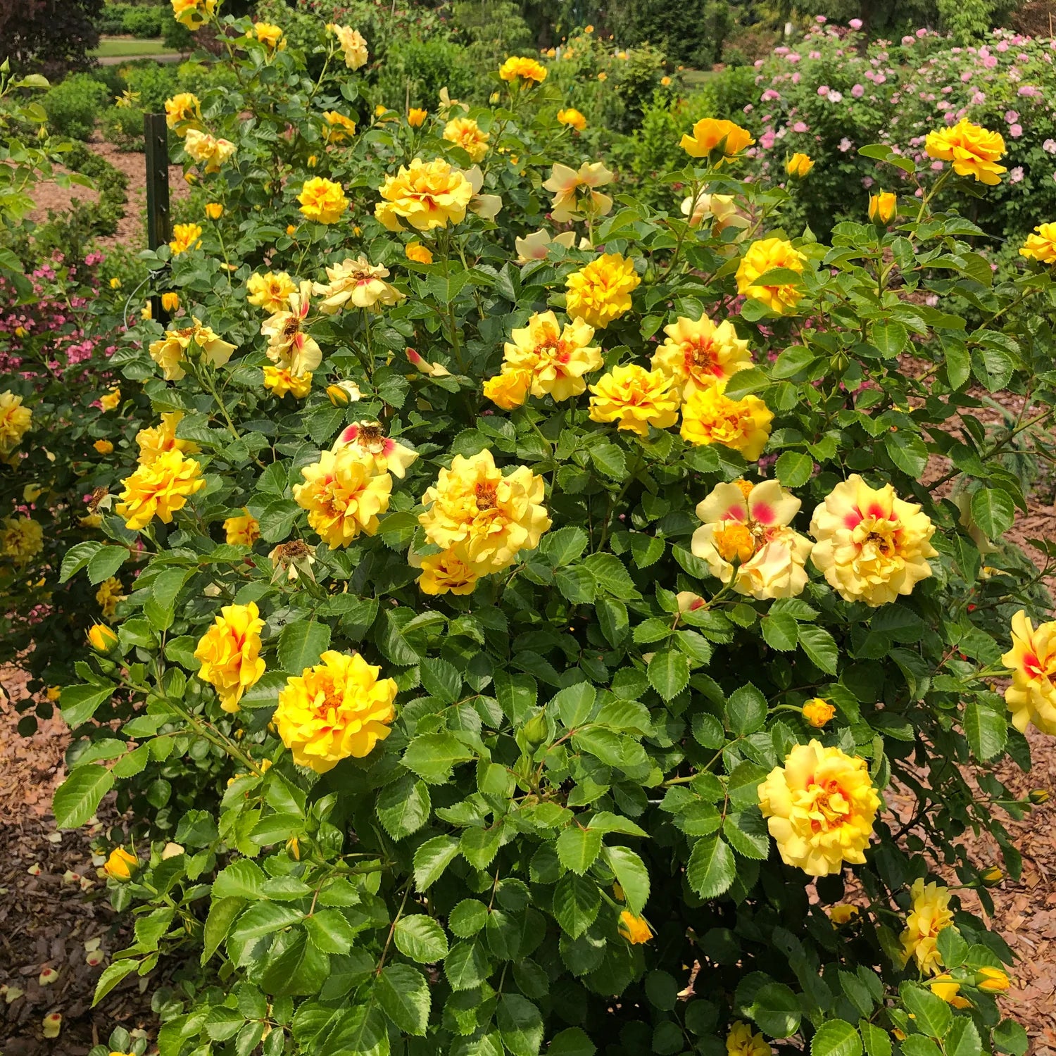 Rise Up™ Ringo Rose (Rosa rise &