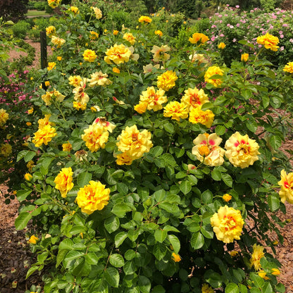 Rise Up™ Ringo Rose (Rosa rise &