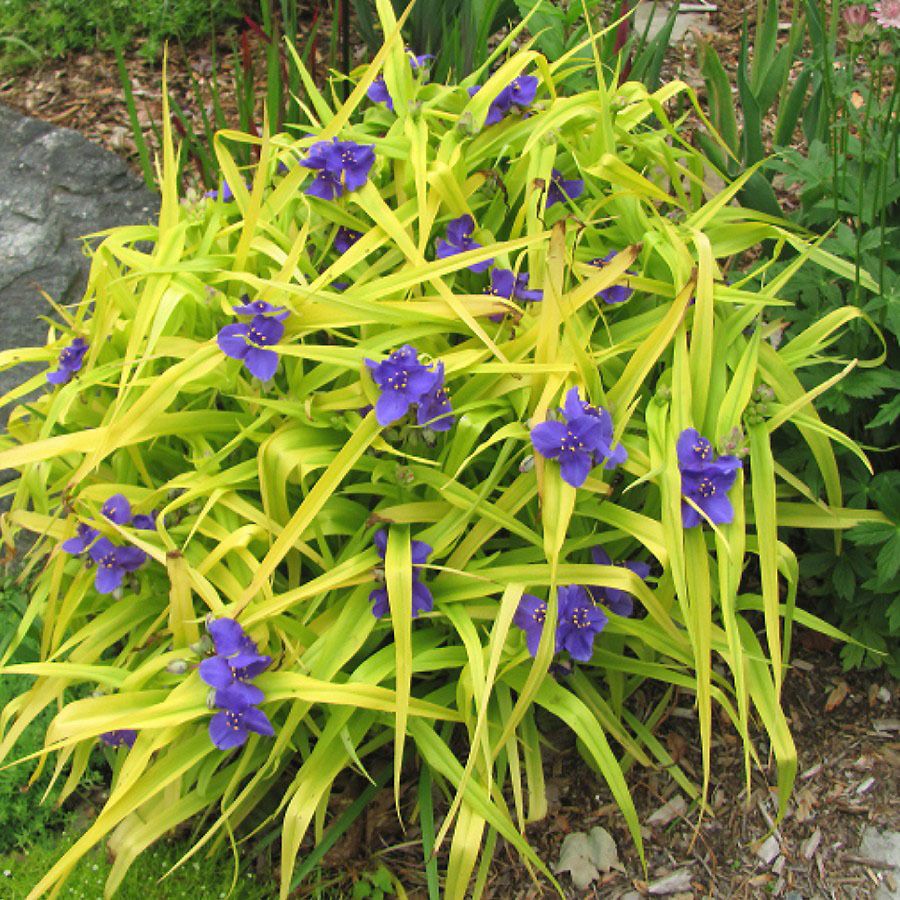 Sweet Kate Spiderwort (Tradescantia x andersoniana &